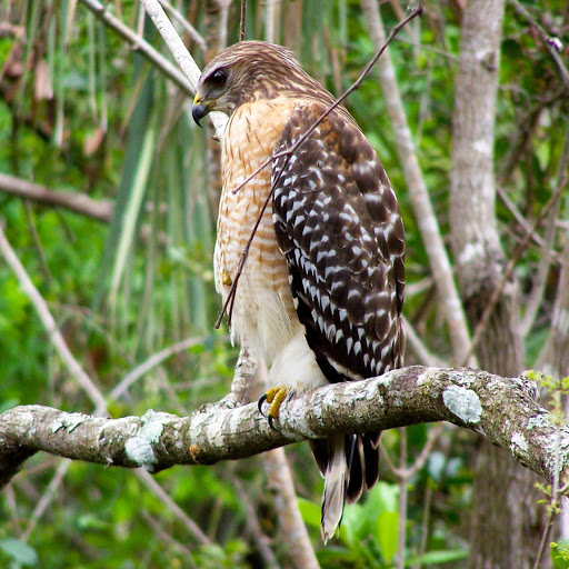 Hd-181329-ascw181329