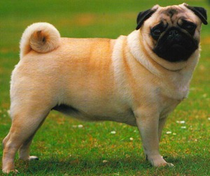 pug