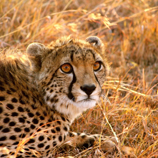 Hd-137110-ascw137110