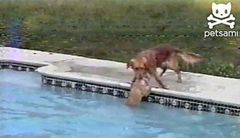 Amazing-Dog-Lifeguard-Rescues-Pup-03