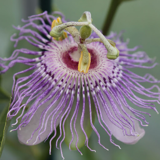 Hd-156081-ascw156081