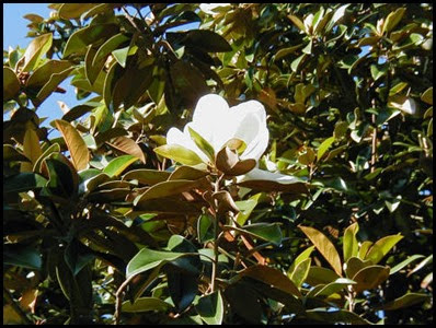 magnolia_flower3
