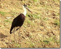 150 Woolly-necked Stork ( Safed Dock Dhanak )