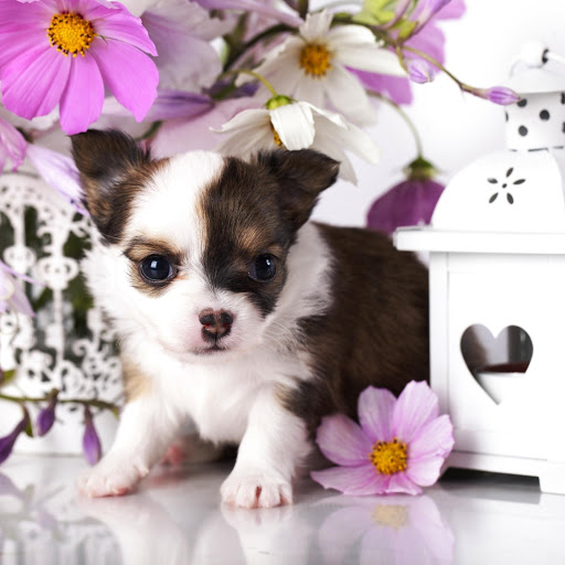 Hd-152457-ascw152457