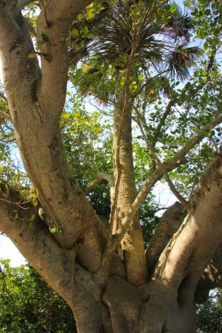 Robinson Preserve Two Trees