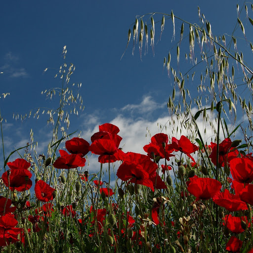 Hd-141781-ascw141781