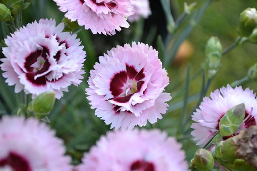 Pinks - double dianthus