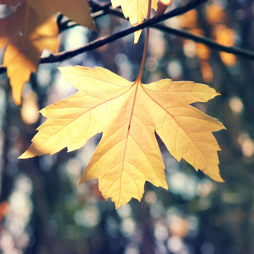 Hd-170706-ascw170706