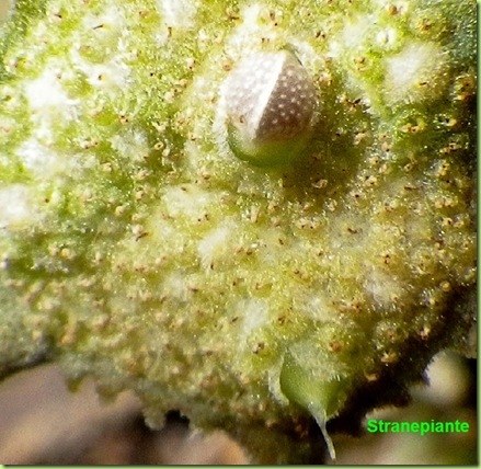 Dorstenia foetida LAV 20542 seme nel fiore