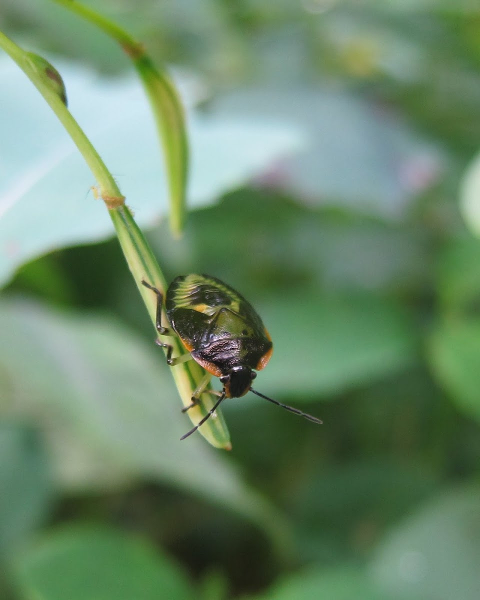 Green Stinkbug (Nymph)