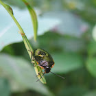 Green Stinkbug (Nymph)