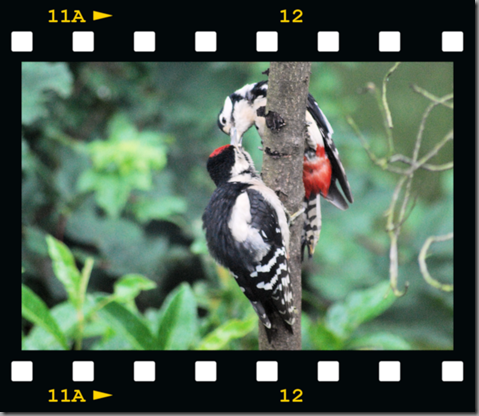 Male woodpecker feeding young 07 film png