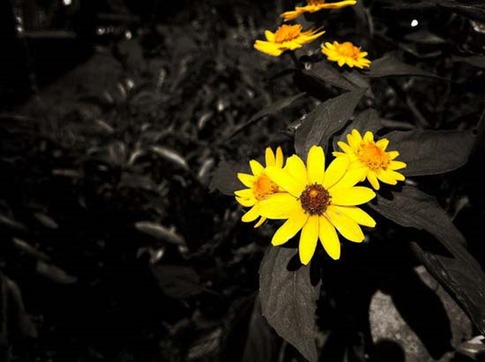25. Flores amarillas