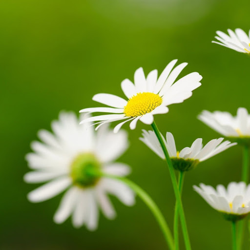 Hd-138581-ascw138581