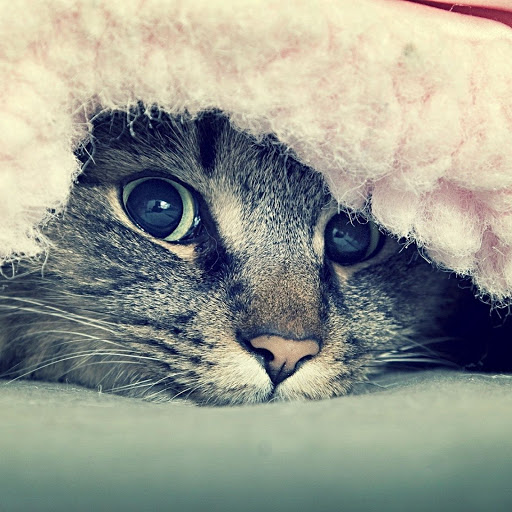 Hd-138864-ascw138864