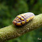 Giant scale insect