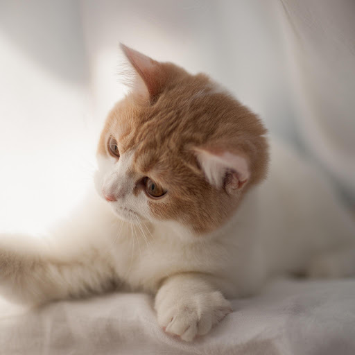 Hd-177494-ascw177494