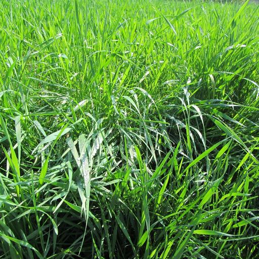 Hd-131475-ascw131475