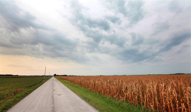 Corn plants dry in a drought-stricken farm field on 17 July 2012 near Fritchton, Indiana. The corn and soybean belt in the middle of the nation is experiencing one of the worst droughts in more than five decades. Photo: Scott Olson / Getty Images