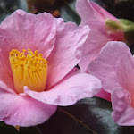 camelias in Santo da Serra. Met de Leste is het heerlijk in het park.