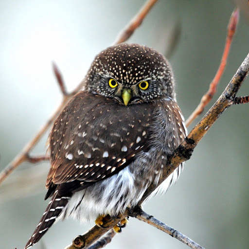 Hd-178633-ascw178633