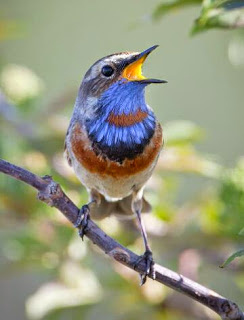 Download suara burung Bluethroat bird song bluethroat