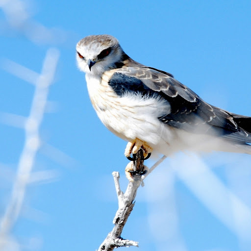 Hd-145403-ascw145403