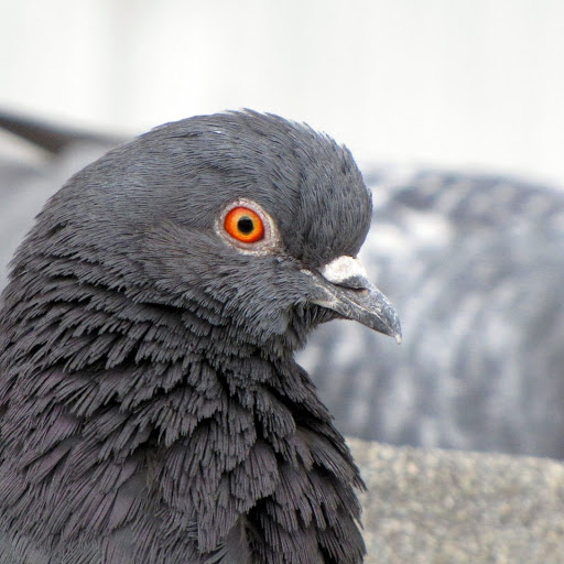 Hd-148855-ascw148855