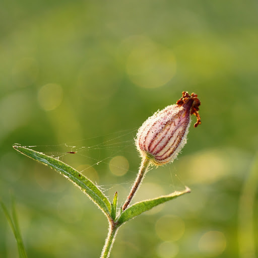 Hd-154186-ascw154186