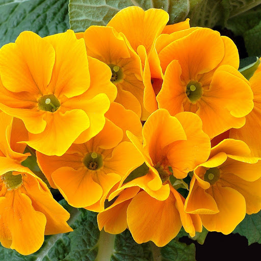 Hd-133108-ascw133108