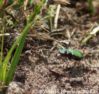 [9-green-tiger-beetle%255B2%255D.jpg]