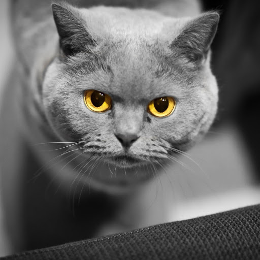 Hd-185107-ascw185107