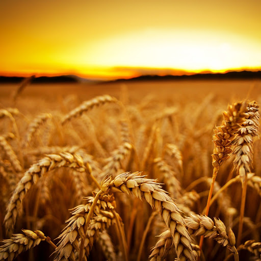 Hd-141704-ascw141704