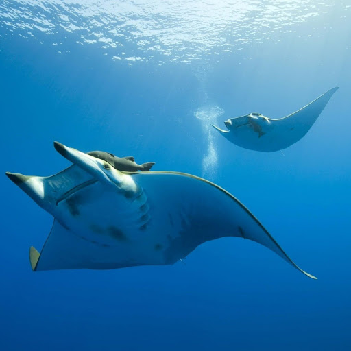 Hd-141373-ascw141373