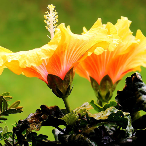 Hd-152556-ascw152556