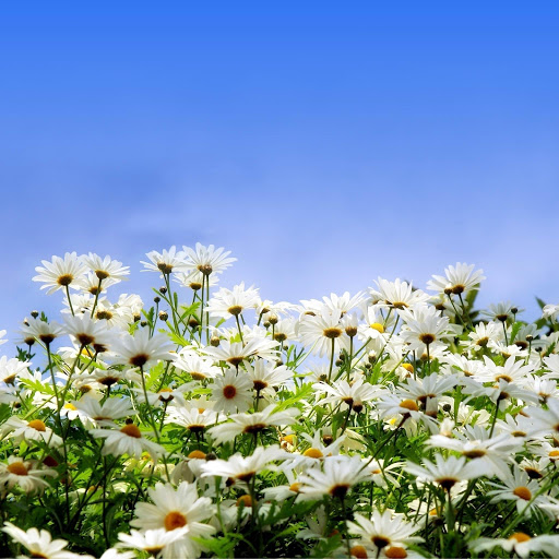 Hd-181776-ascw181776