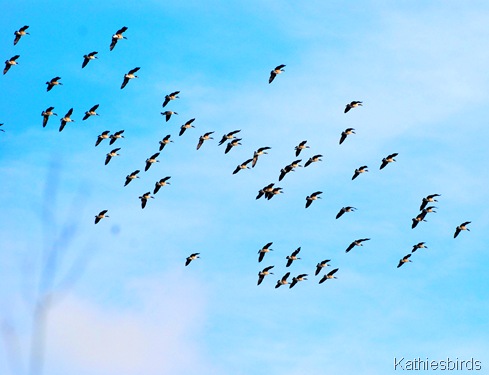 10. Geese landing-kab 10. Geese landing-kab