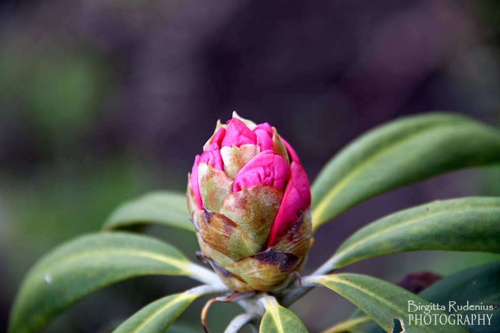 [blom_20120516_rhododendron3%255B2%255D.jpg]