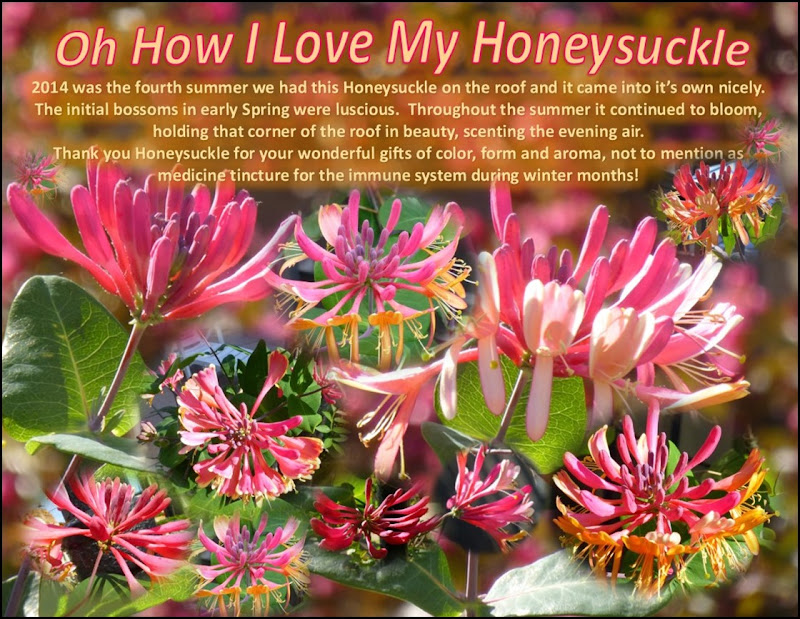Honeysuckle Blog.
