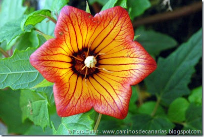7724 La Laguna-Barranco del Laurel(Bicacaro) 7724 La Laguna-Barranco del Laurel(Bicacaro)