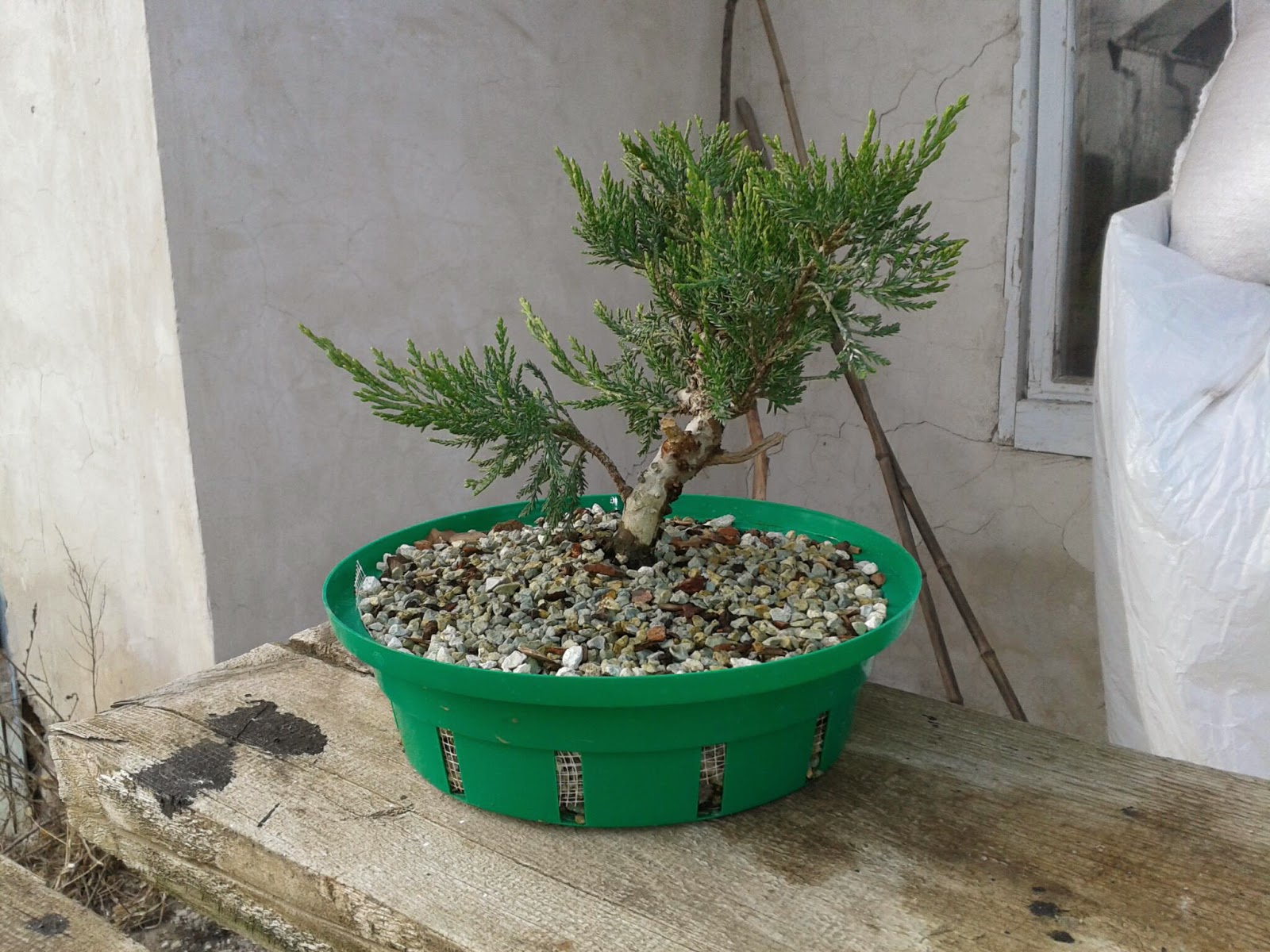 Можжевельник высаженный в круг. Можжевельник пересадка. Саженцы р9 хвойные. Можжевельник казацкий голд. Можжевельник казацкий осенью.