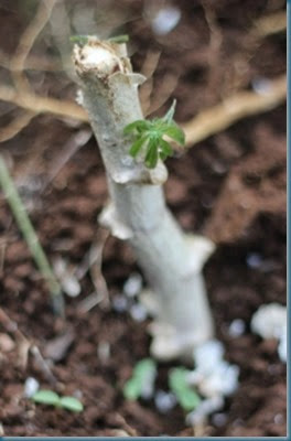 newly sprouting cassava 6-29