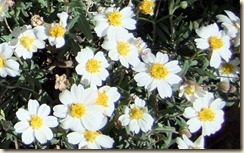 Blackfoot daisies 3-3-2012 10-17-51 AM 1489x926 3-3-2012 10-17-51 AM 1489x926