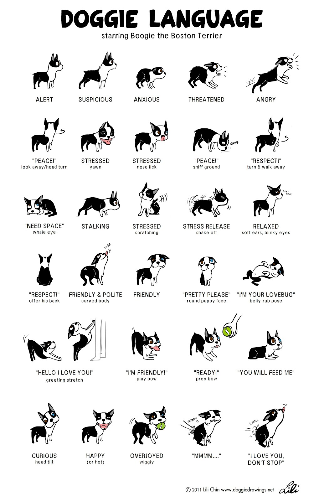 language doggie dog boston terrier lili chin behavior boogie poster chart dogs funny owner pet puppy animal posters cat speak