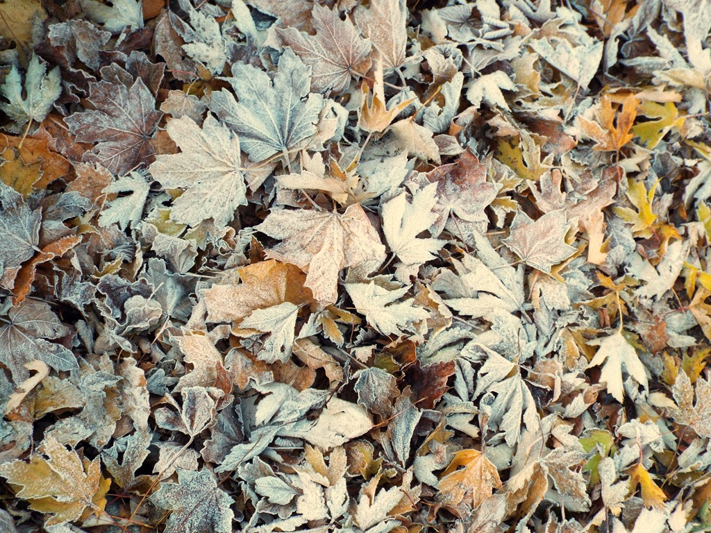 [blanket-of-frosty-leaves3.jpg]