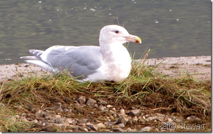 Relaxed Glaucous Wing Gull