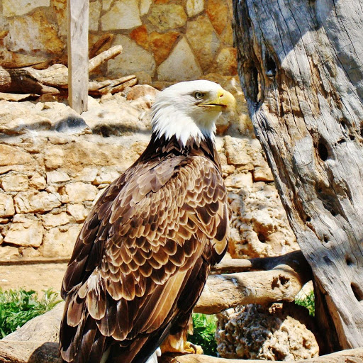 Hd-181294-ascw181294