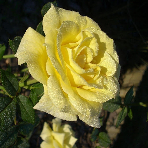 Hd-177104-ascw177104