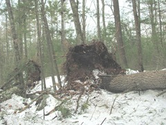 Blizzard 2.12.2013 uprooted tree on U Einos land