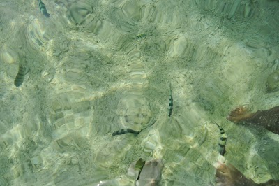 Fish spa. DSC_0450.JPG